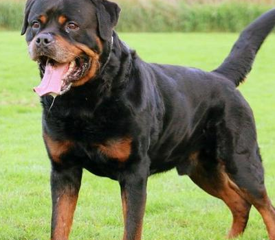 罗威纳体质是非常好的,警惕性和服从性都很高,在主人的面前就是个性格