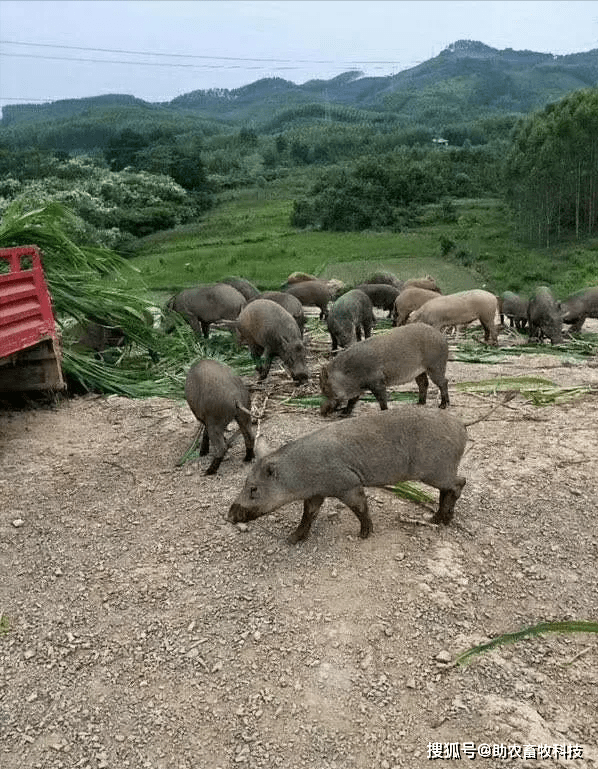 广西这个长期用发酵中草药野猪养殖场现在还能够放养,无非瘟骚扰猪病