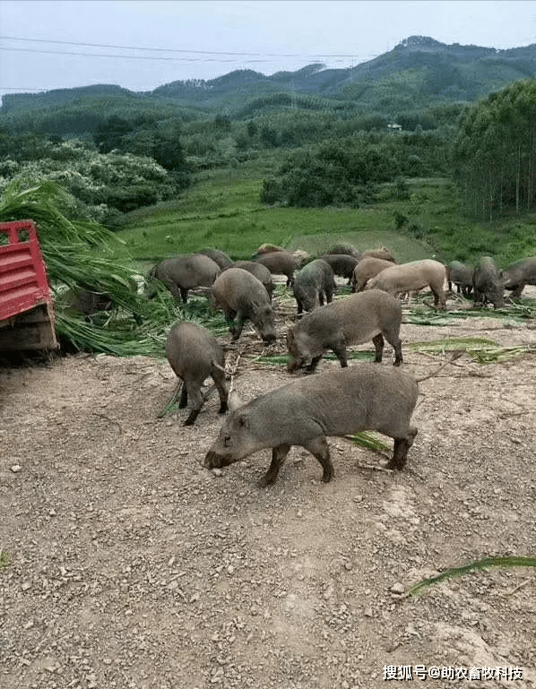 广西百色野猪养殖场图片