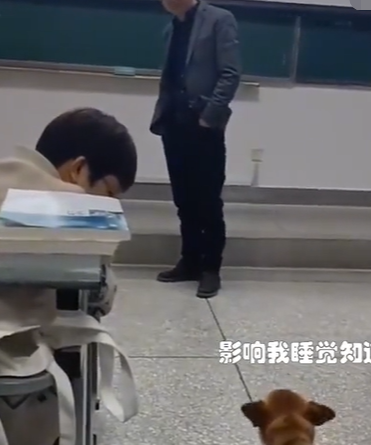 山西某高校流浪狗“嫌”老师讲得不好，直接开喷，网友哭笑不得 