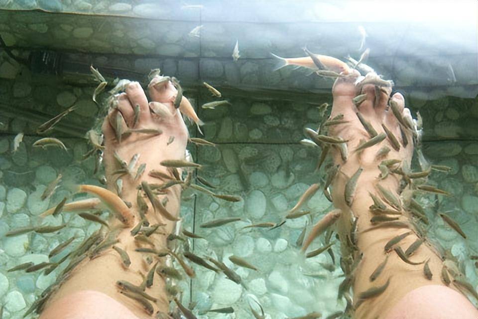 温泉鱼的恐怖习性:吃脚皮只是麻痹你的开始,整条鱼进去只剩骨架_温泉