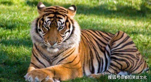 生肖虎 11月运势,11号将有的喜事发生,属虎人看看什么喜?