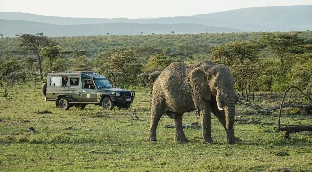 从重庆到非洲,跨越万里和狮子做朋友_星巴_保护_工作