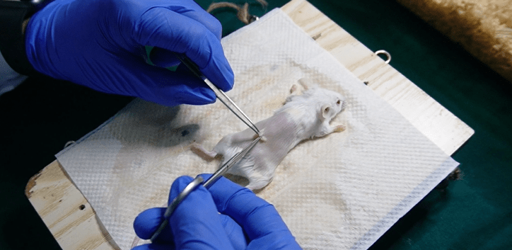 兔子腹腔注射具体位置图片