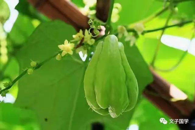 他是第一个以士大夫身份,拿起笔来,写传奇戏文的文人.