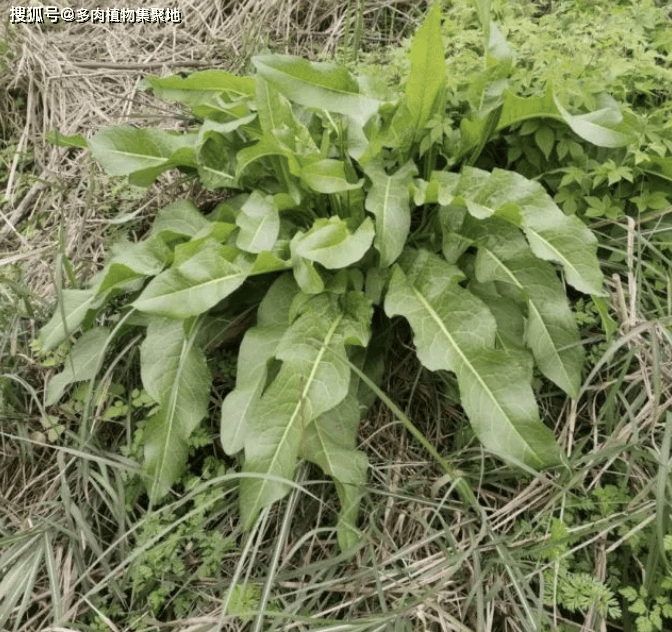 中药_植物_土壤