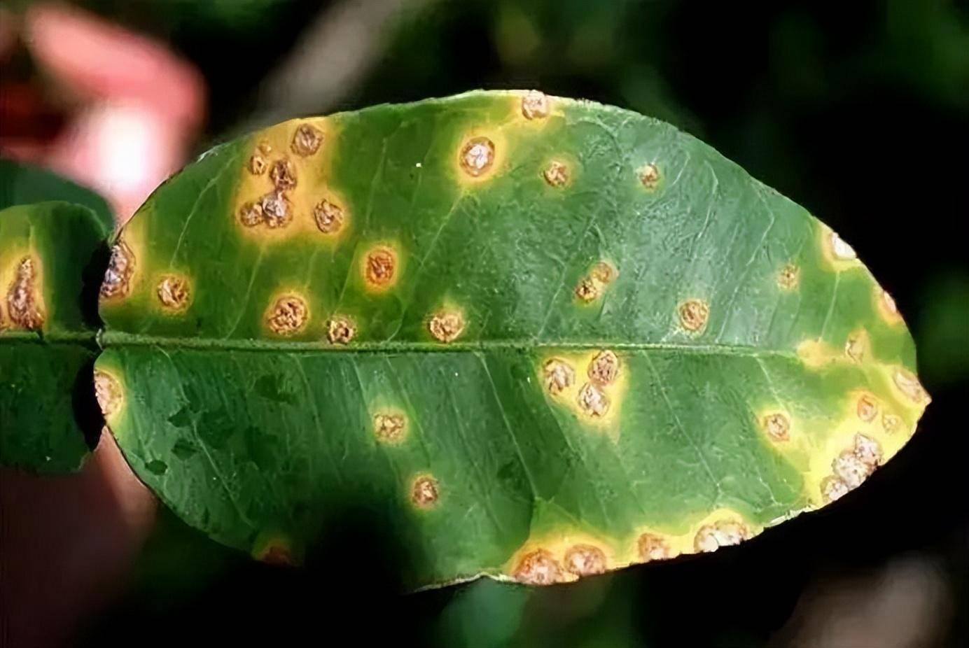 ce大蒜素:疯狂扩种 抗药性激增,柑橘溃疡病的防治新出路在哪?