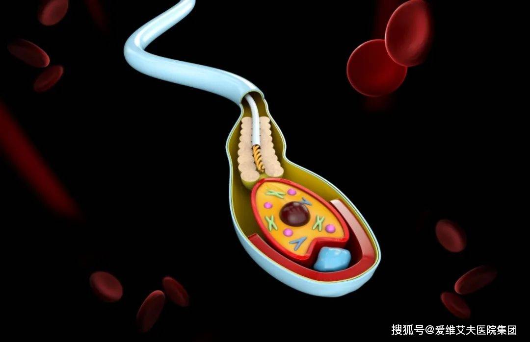 或是男性精子dna碎片率高惹的祸_检查_精液_染色体