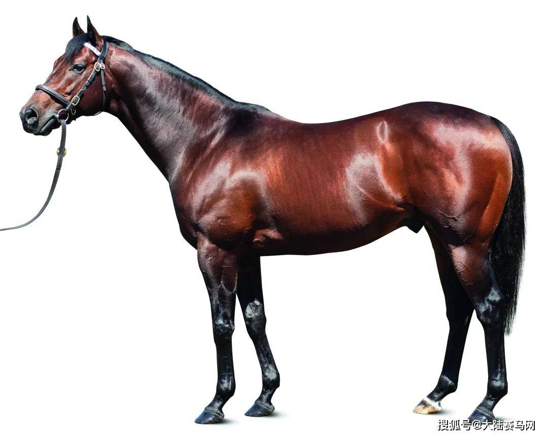 包括著名的经典一级赛——七月杯,是2017年的欧洲短途马王