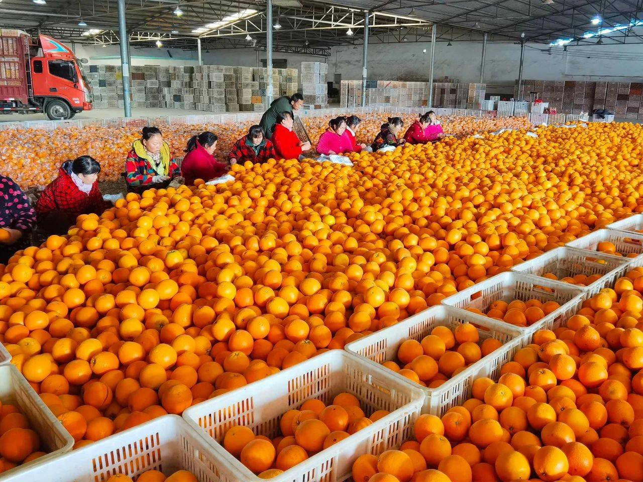 柑橘_销售_市场