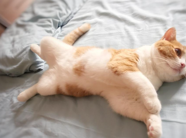 猫咪在地上打滚撒娇,可不仅仅是卖萌这么简单哦!_主人_方式_毛发