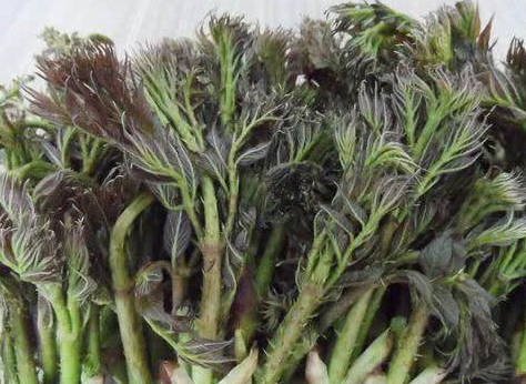 农村的"刺老芽"70-80元一斤,比香椿好吃100倍_龙牙_嫩芽_维生素