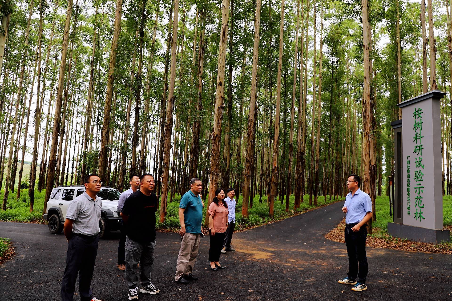 广西东门桉树苗基地图片