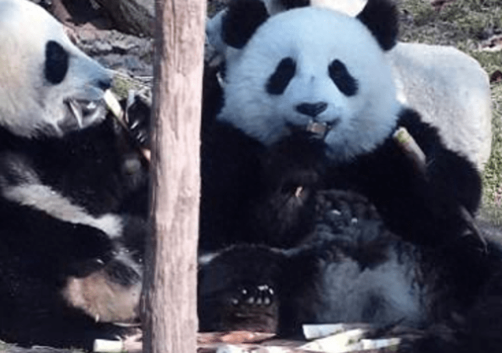 我国野生大熊猫增多，会不会迁徙国外？成为非我国独有物种？(图1)