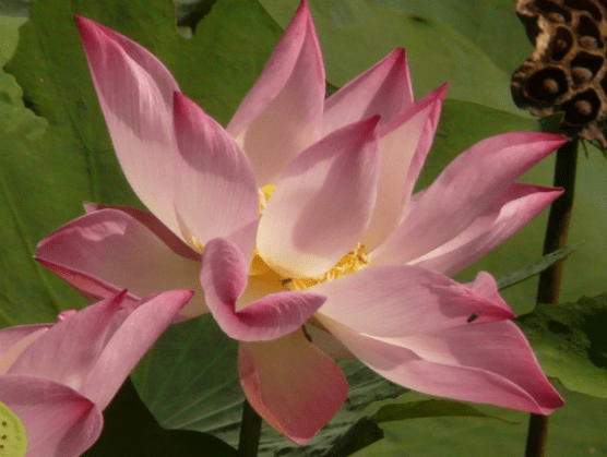 12月份开始,福星高照,4属相财源广进,事业进步,生活锦上添花_财运