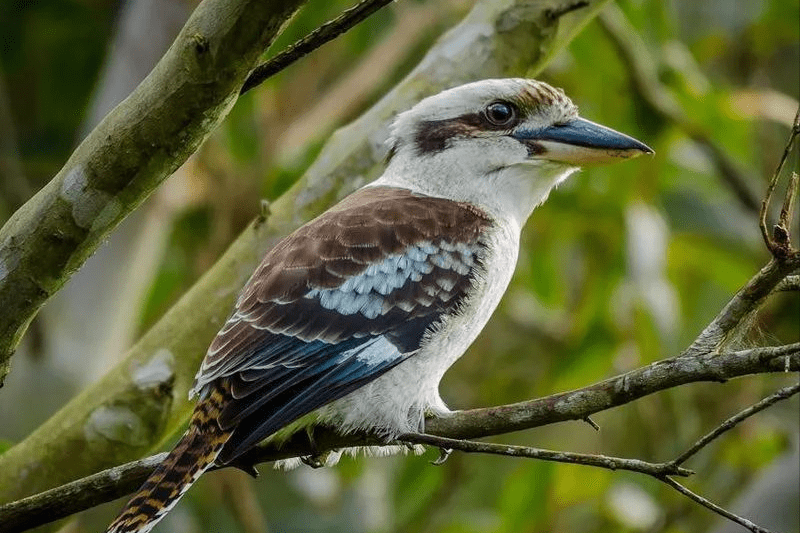 蛇虽生命力顽强,但连笑翠鸟都会捕食它们,存活率真的很低!