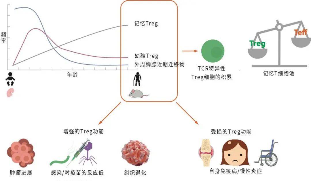 原來是缺了這種細胞!多吃莧菜可補,nmn不行_treg_肌肉_線粒體