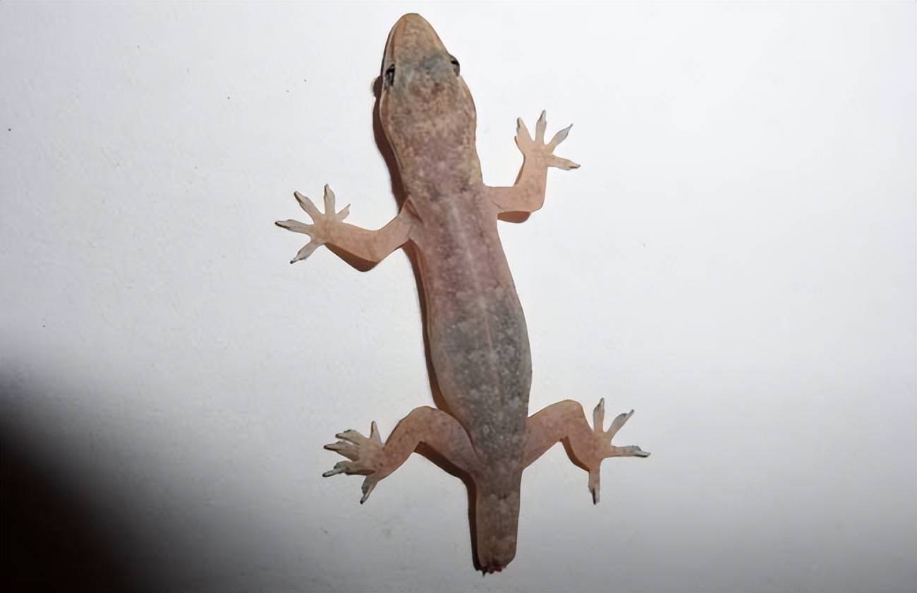 怎么说都不杀的家壁虎到底是什么?_害虫_人类_天敌