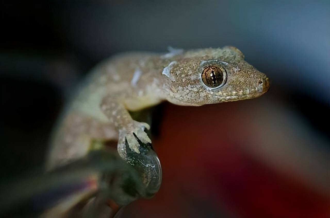 怎么说都不杀的家壁虎到底是什么?_害虫_人类_天敌
