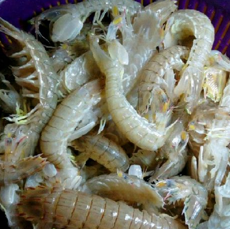 为什么泰国的皮皮虾那么大只，而中国的那么小，知道**我愣住了(图2)