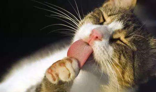 布满倒刺的舌头虽然丑,却是猫咪生活的小帮手_动物_味蕾_味道