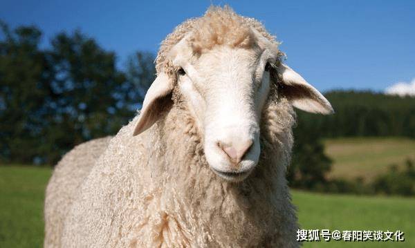 尤其是12月10日之后,羊年出生的人在工作上会得到更多贵人的帮助.