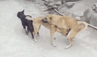https://p7.itc.cn/images01/20231129/5992811a1a3e49eea0c7dfc5c52957bd.gif