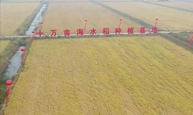 盐碱地产出的海水稻,口感难吃还要种超百万亩,国家到底有何计划(图4) 盐碱地产出的海水稻,口感难吃还要种超百万亩,国家到底有何计划(图4)