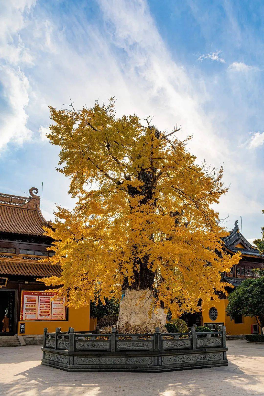 银杏村因村中两棵千年银杏树而得名