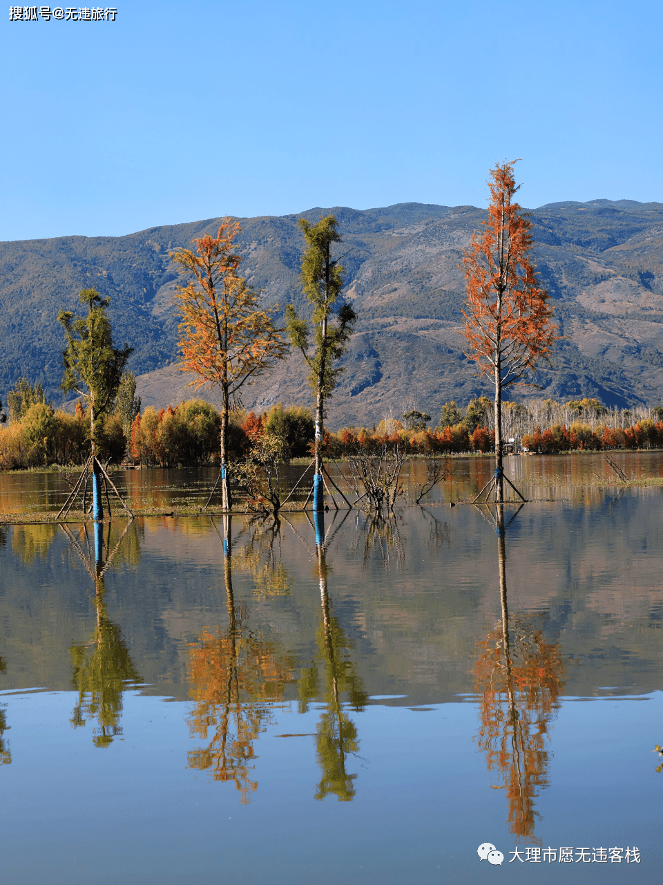 大理洱源茈碧湖,水杉风景,这里独好!(附美图)