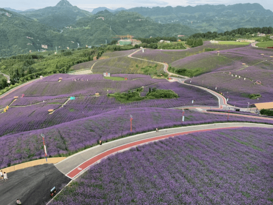 桐梓花海 门票价格图片