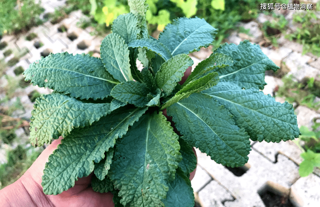 蟾蜍草,又称癞蛤蟆草,荔枝草,有3大作用,价值极高,农民要了解!