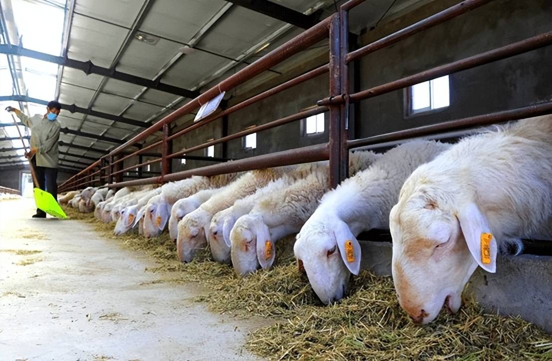 养羊人快来看_饲料_营养_问题