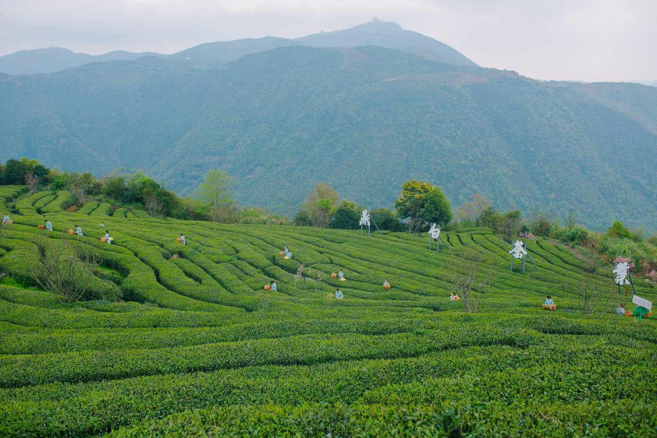 喜讯| 鼎白茶庄园获评"福建省茶庄园标准化示范单位"!_建设_风土_茶园
