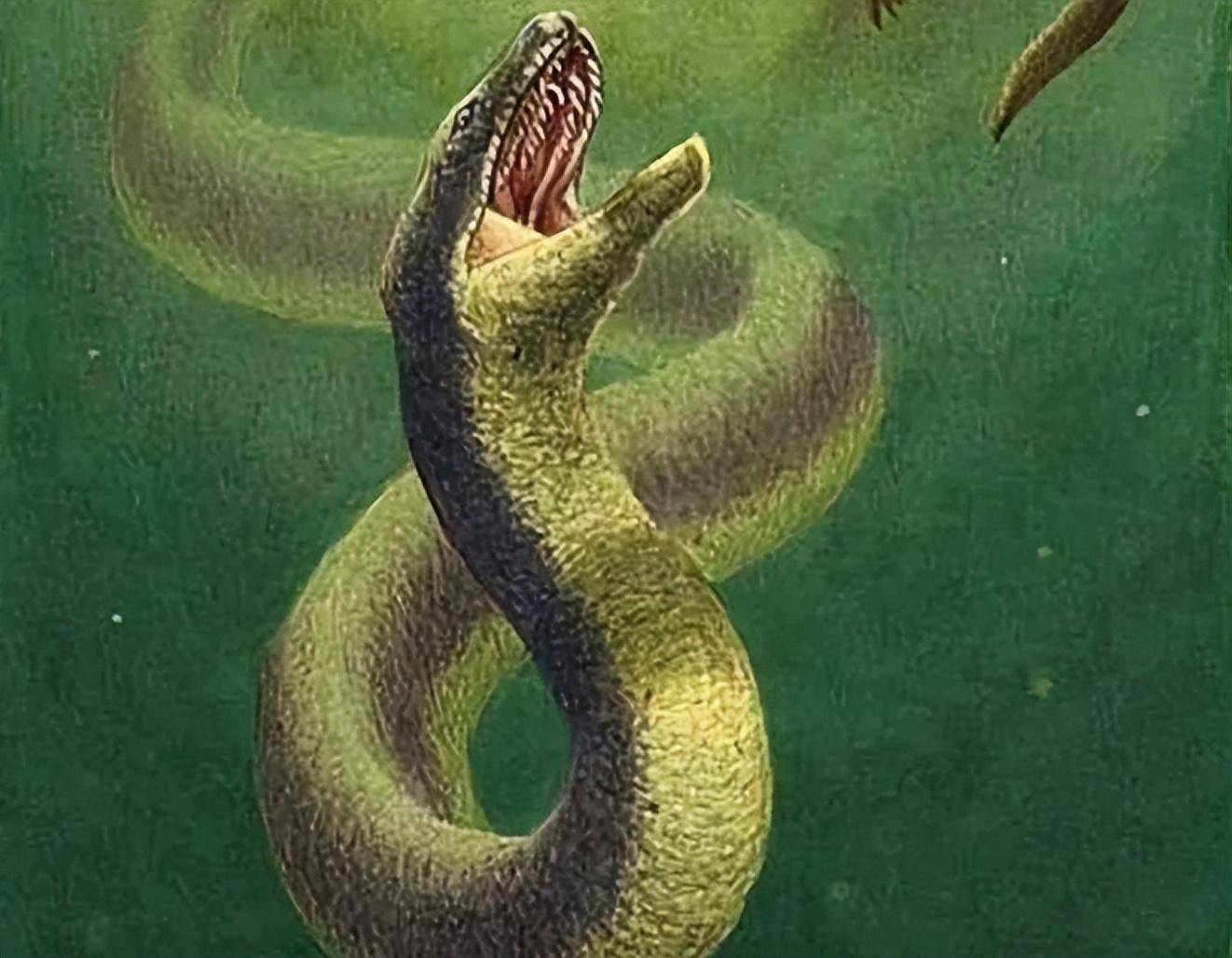 世界上最大的10种蛇——Owlcation - 188jdc金宝搏