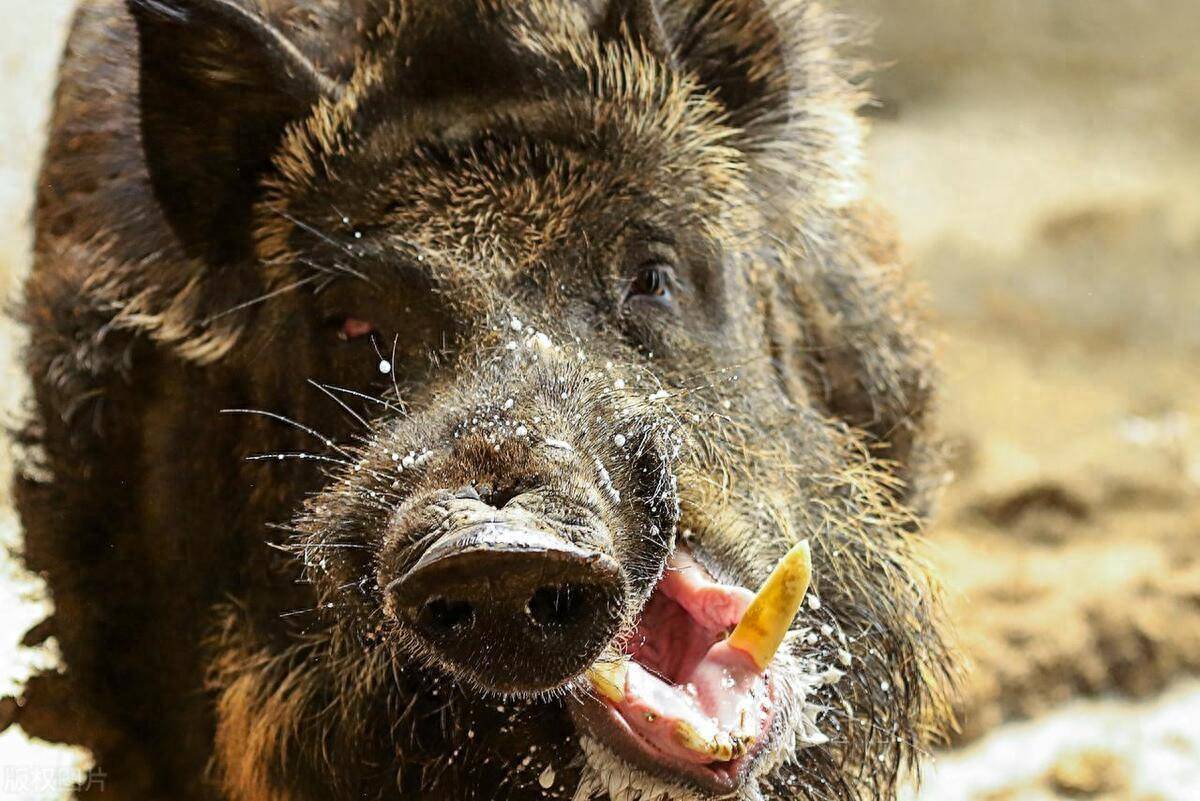 家猪放生后,一年内会野化成有獠牙的野猪?_人类_驯化_圈养