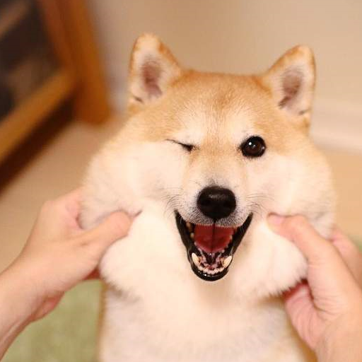 想买一只柴犬幼犬,最便宜的要花多少钱?_价格_血统_繁育