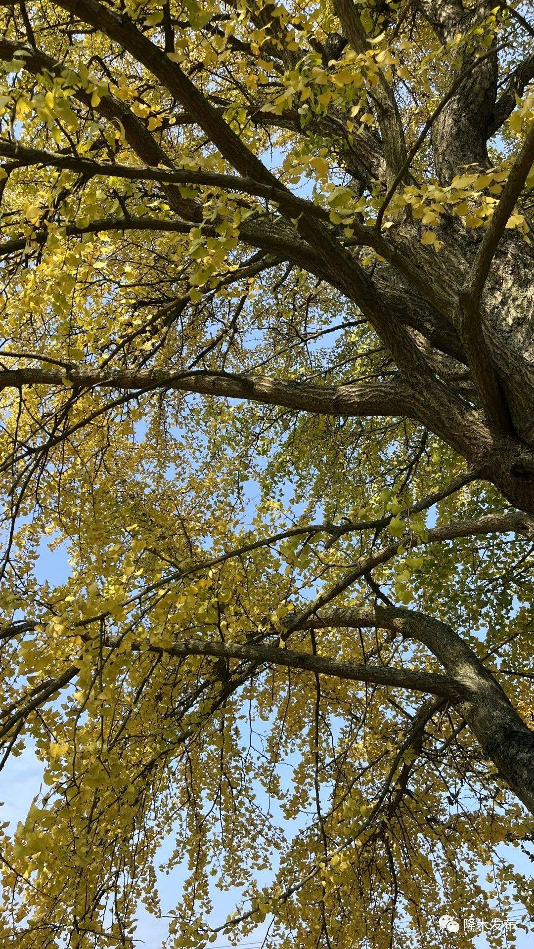 赣州市南康区隆木乡丨百年银杏美如画_村村_生机_黄转绿