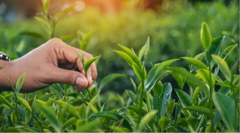 上海茶度以标准提质升级，以科技赋能茶业 