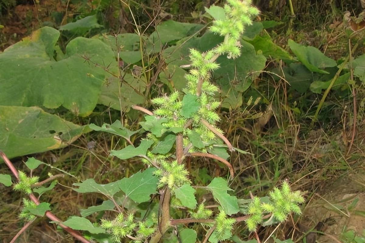 黃連素_千年_植物