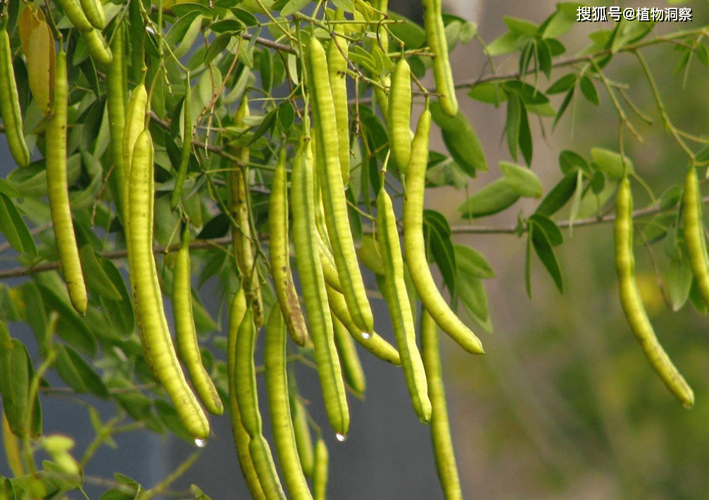 绿豆植株 植物图片图片