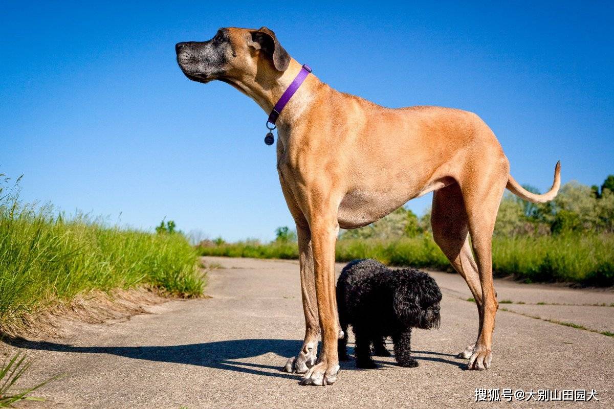 一只名叫 宙斯 的雄性大丹犬被吉尼斯记录为世界上最大的狗(身高类)