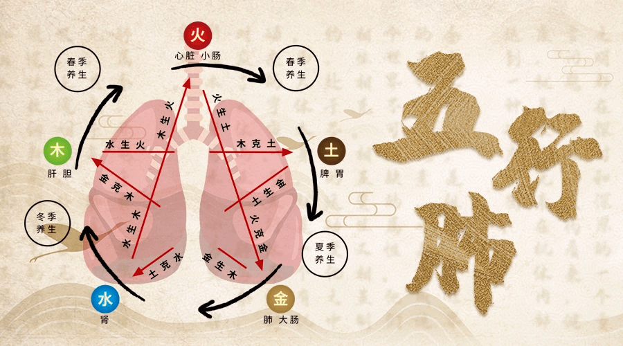 傳統中醫學中的五行學說,用五行的屬性分別對應臟腑器官的特性,金屬