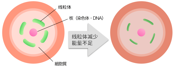 提高卵子質量妙招,女性必看~_線粒體_數量_細胞