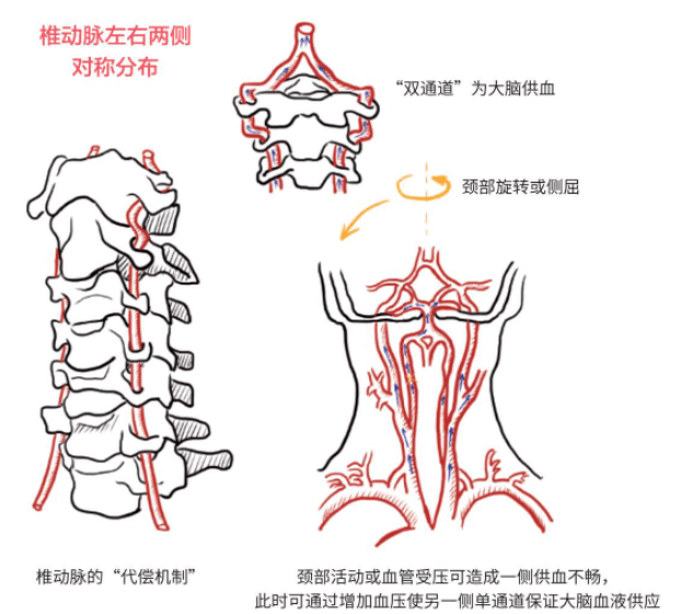 椎动脉在哪个位置图片图片