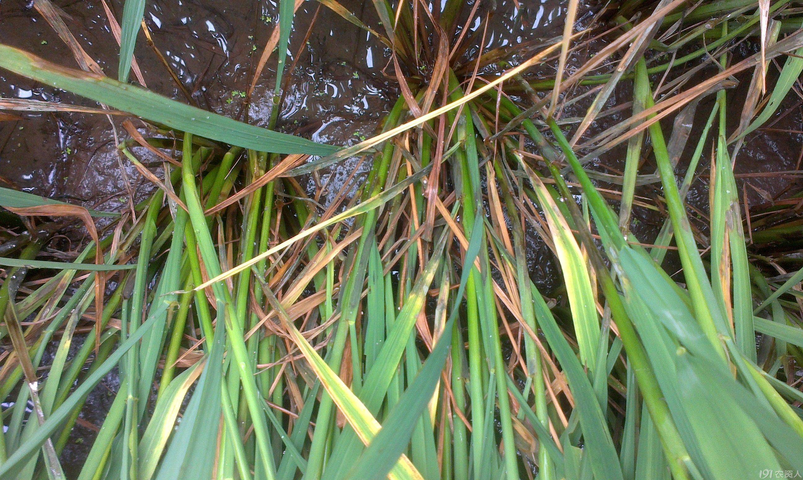 治疗纹枯病的最佳方法是什么?