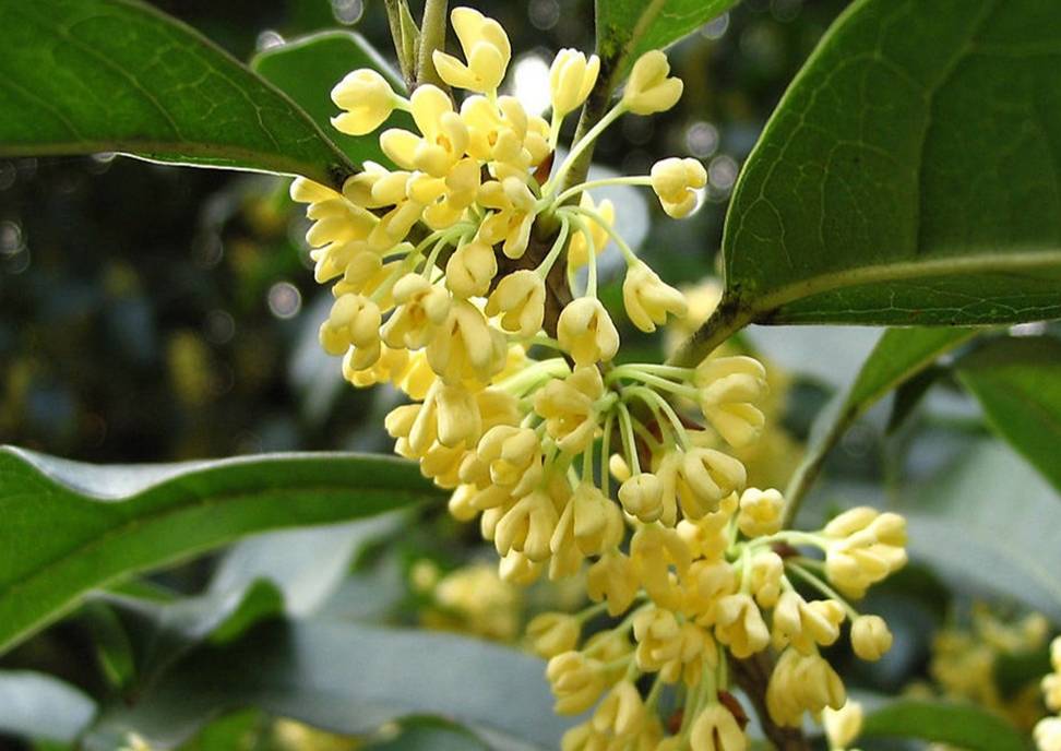 桂花_净化_养护