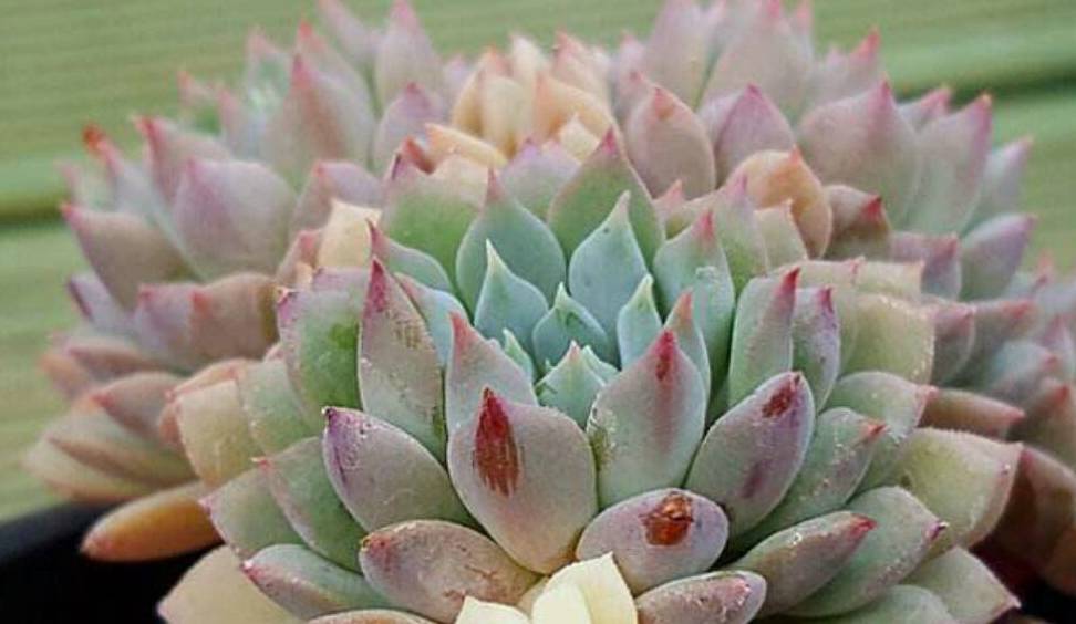 这种多肉植物有着小蓝衣的状态,叫莱恩小精灵_漂亮_群生_名字