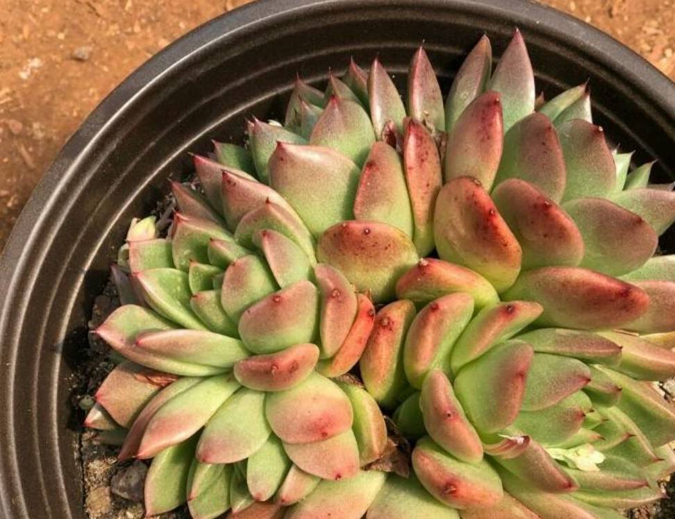 红蜡东云,多肉植物中颜色最漂亮的多肉品种之一,好养容易群生