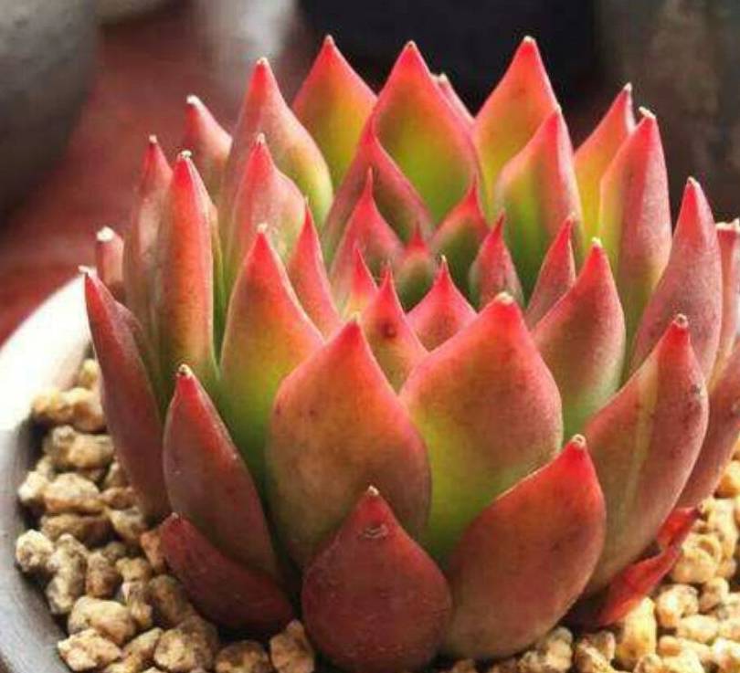 红蜡东云,多肉植物中颜色最漂亮的多肉品种之一,好养容易群生